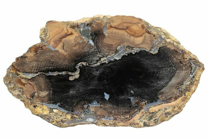 Polished Petrified Wood Slab - Sweet Home, Oregon #290573